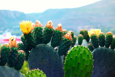 Close-up of prickly pear cactus