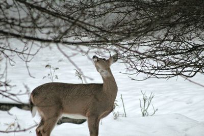 View of deer on snow covered field