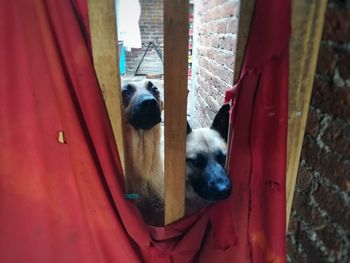 Close-up of dog peeking through door