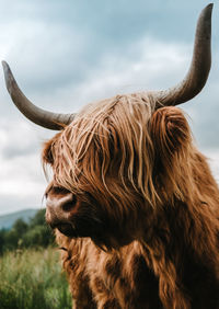 Close-up of a horse