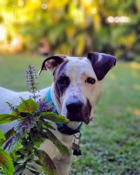 Close-up portrait of a dog