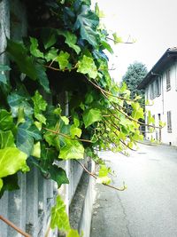 Ivy growing on wall