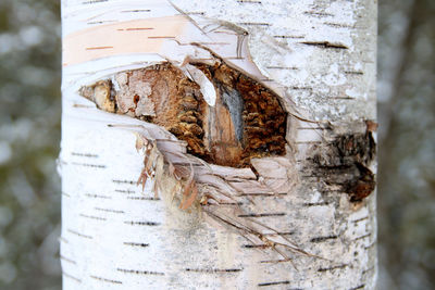 Close-up of weathered wood