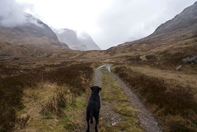 A black labradour dog looks walking in the caringorms, as the mountains tower in the distance ahead.