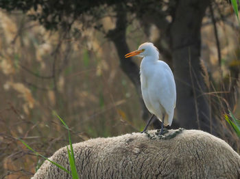 Bird perching on a tree