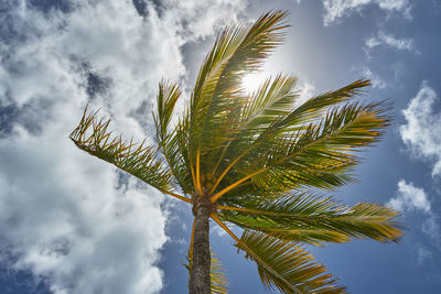 Low angle view of coconut palm tree against sky