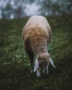 Sheep grazing in a field