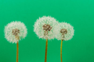 Close-up of dandelion against white background