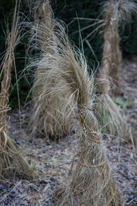 Close-up of crops on field