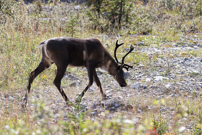 Side view of deer on field