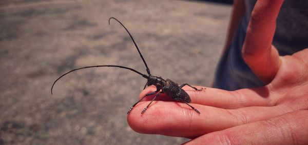 Close-up of hand holding insect