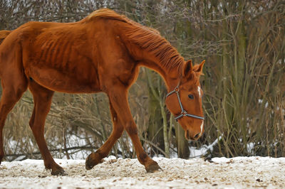 Horse standing in a field