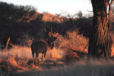 Kudu standing on field in forest