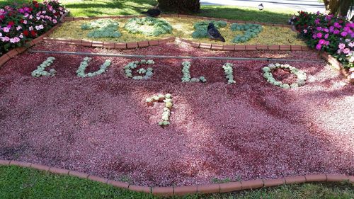 High angle view of plants