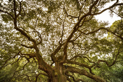 Low angle view of trees in forest