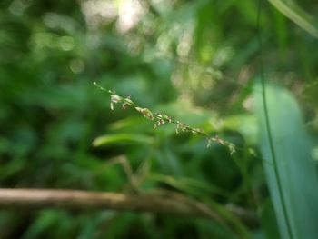 Close-up of raindrops on plant