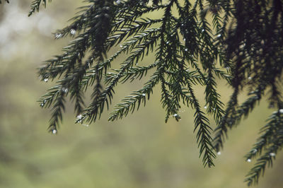 Close-up of pine tree leaves