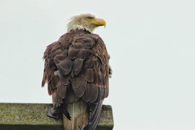 Low angle view of bald eagle on wood against clear sky