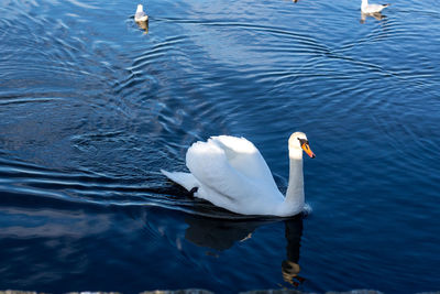 High angle view of swan swimming in lake