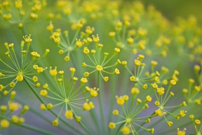 Close-up of yellow flowering plant on field