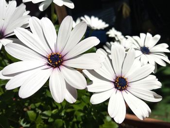 Close-up of white flowers