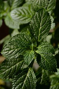 Close-up of green leaves