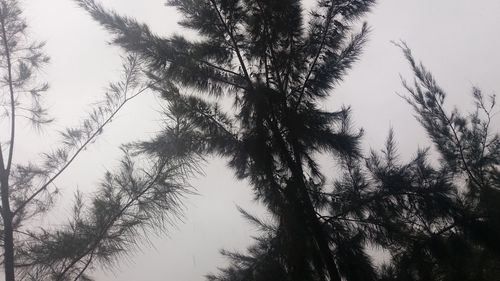 Low angle view of silhouette trees against sky