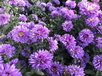 High angle view of purple flowering plants