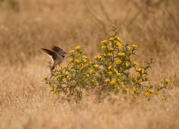 Close-up of bird flying over field