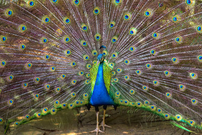 Full frame shot of peacock