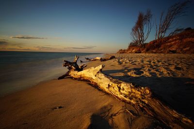 Driftwood on beach during sunset