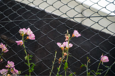 Close-up of pink flowering plants seen through fence