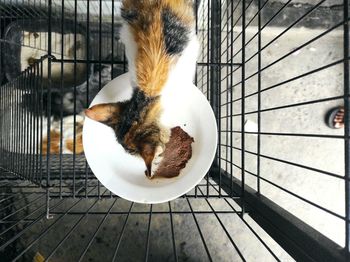 High angle view of cat in cage