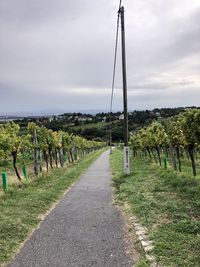 Wineyards. kahlenberg. vienna. 