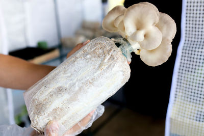 Close-up of hand holding white rose