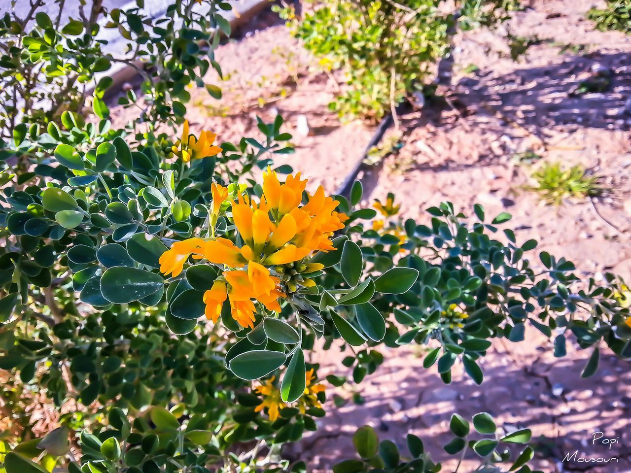 flower, growth, yellow, petal, freshness, fragility, plant, beauty in nature, blooming, nature, high angle view, leaf, flower head, in bloom, animals in the wild, one animal, animal themes, day, no people, outdoors