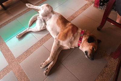 High angle view of dog sleeping on tiled floor