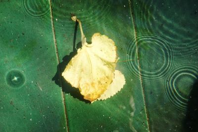 Close-up of water drops on leaf