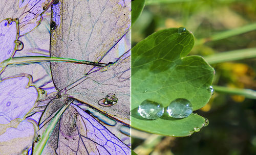 Close-up of wet plant leaves