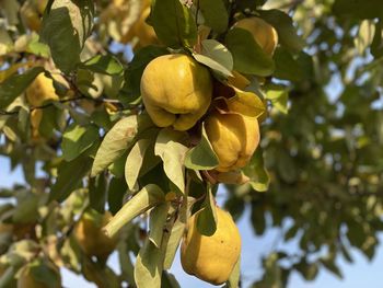 Close-up of fruit growing on tree