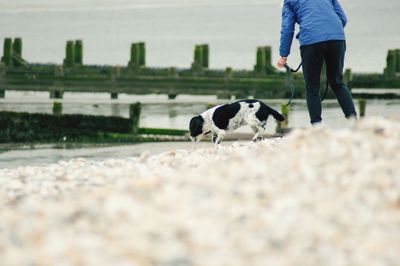 Low section of person with dog walking outdoors