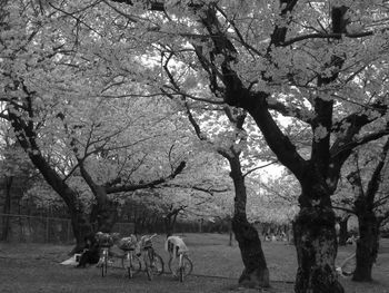 Bicycles parked on field against trees