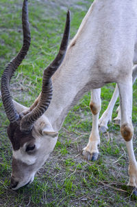 Deer grazing in a field