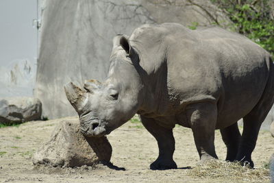 Close-up of rhinoceros
