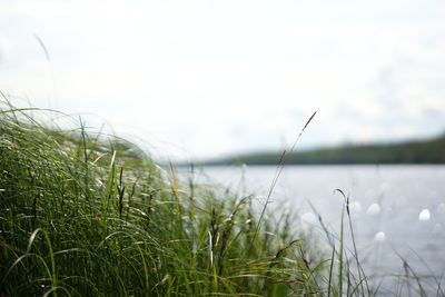 Close-up of grass on field against sky