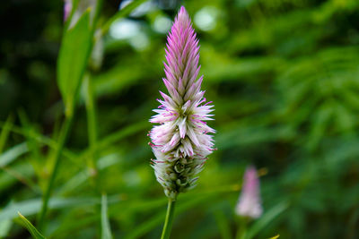 Close-up of purple flowering plant