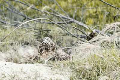 Burrowing owls on field