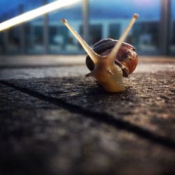 Close-up of snail