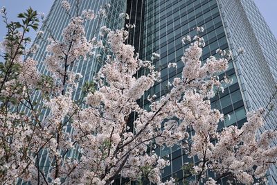 Low angle view of flowering tree by buildings in city