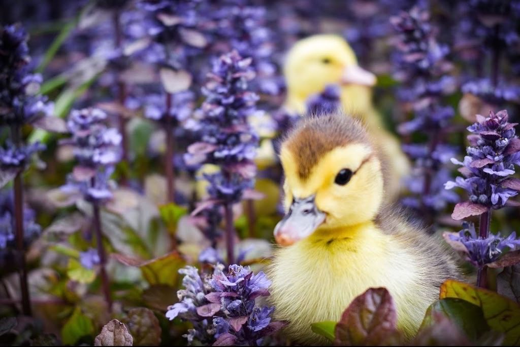 CLOSE-UP OF A BIRD ON PURPLE FLOWERS